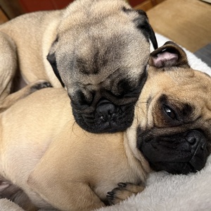 Shanice Marotto-Potvin